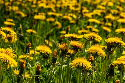 Free A lush field of vibrant yellow dandelions in full bloom during a sunny day in spring. Stock Photo