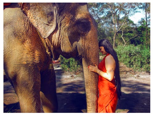 Foto stok gratis gajah, goa, India