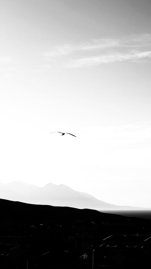 A Bird Flying over the Mountain