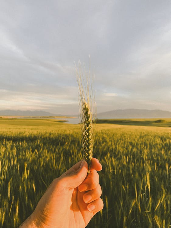 A Hand Holding a Wheat Crop