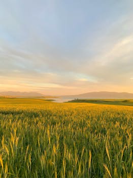 Serene view of a vast wheat field under a colorful sunrise, depicting rural countryside beauty.