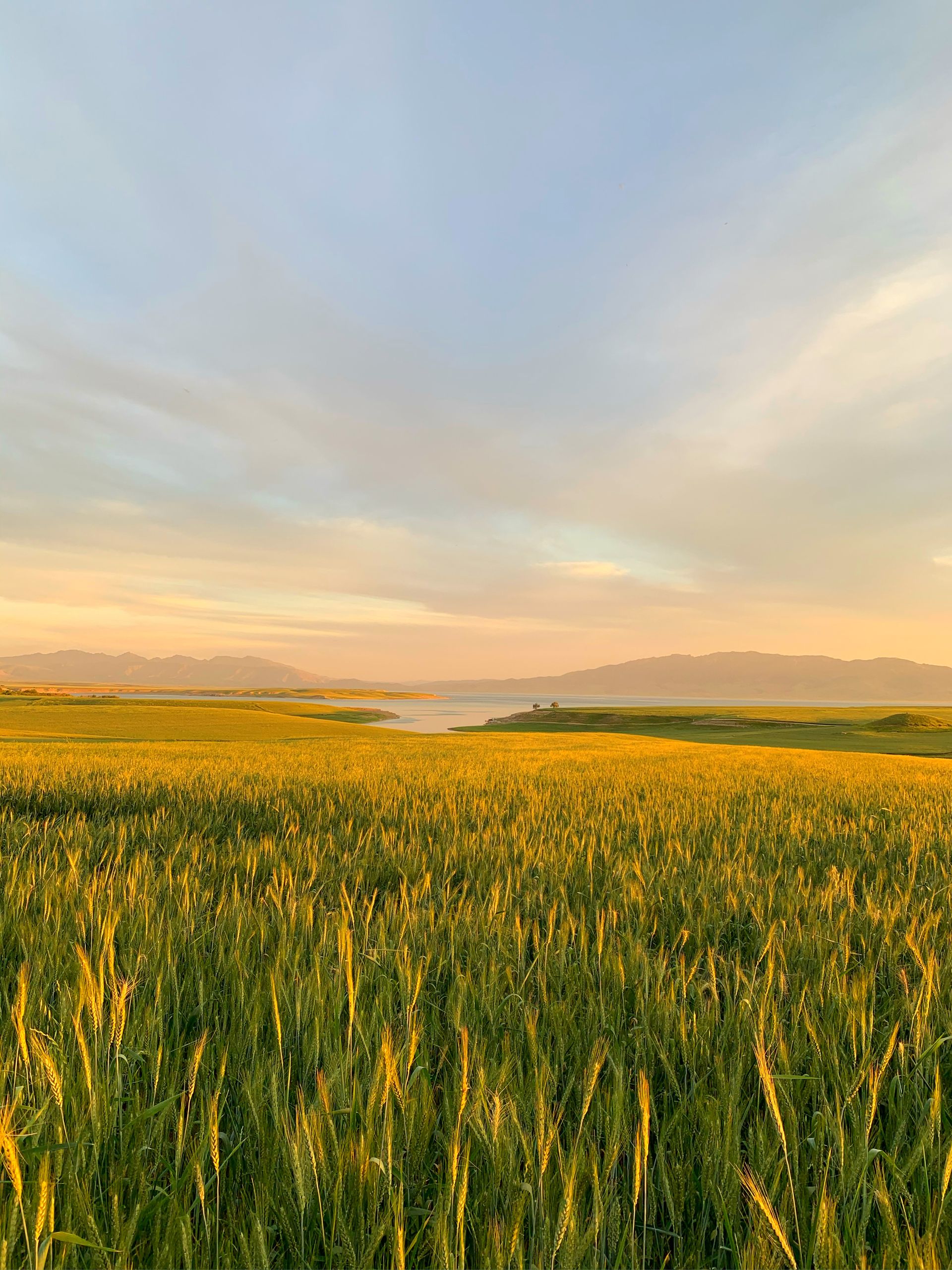 Wheat field at sunrise