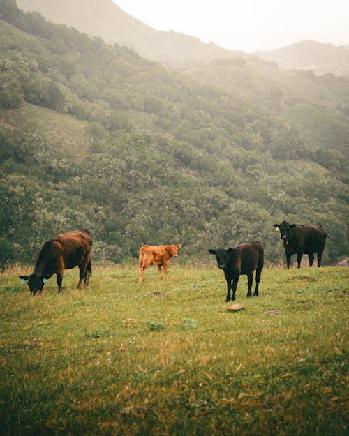 Cows on a Grassy Field