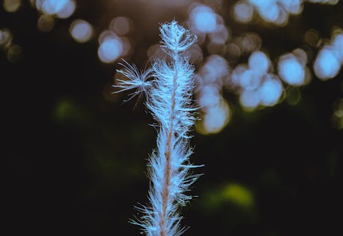 Foto d'estoc gratuïta de assolellat, blanc, bokeh