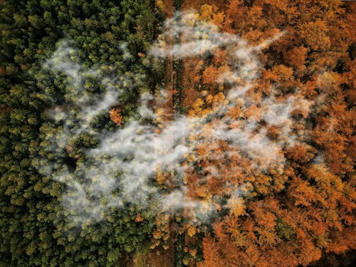 Základová fotografie zdarma na téma les, letecká fotografie, mraky