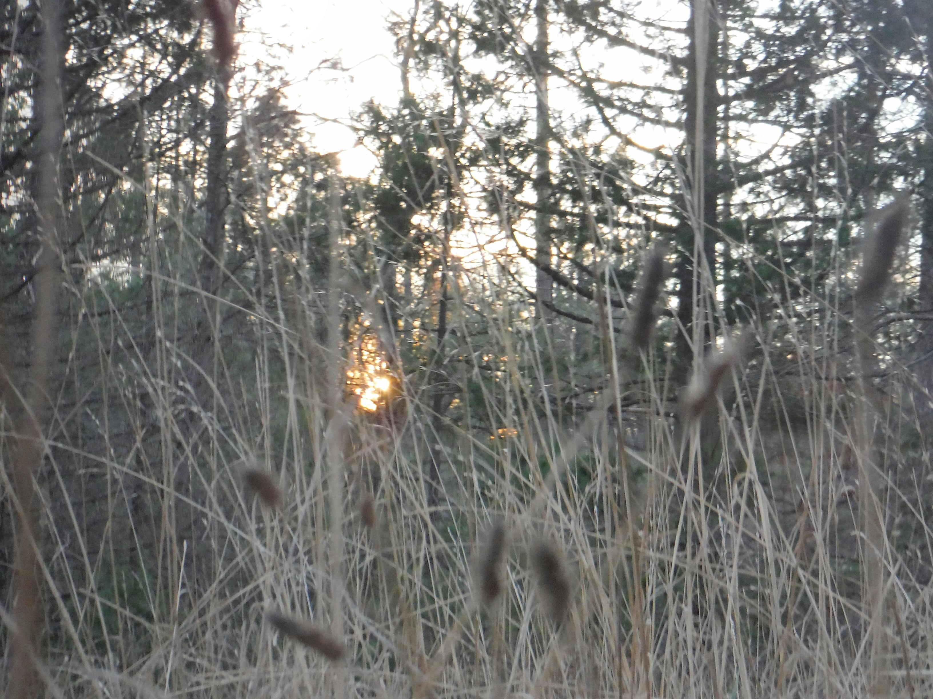Paleo Diyeti: Taş Devri Beslenmesiyle Sağlığınızı İyileştirin