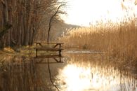 Brown Wooden Bench Near Lake