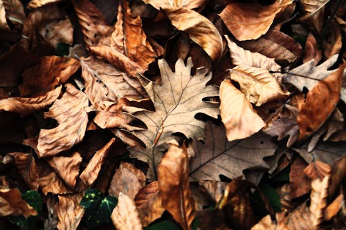 下落, 天性, 枯葉 的 免费素材图片