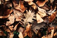 Detailed image of dry autumn leaves on the ground, showcasing a mix of textures and warm colors.