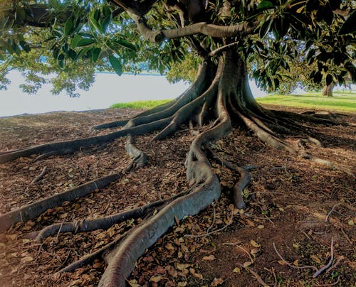 Tronco Gris árbol De Hoja Verde Al Lado Del Cuerpo De Agua