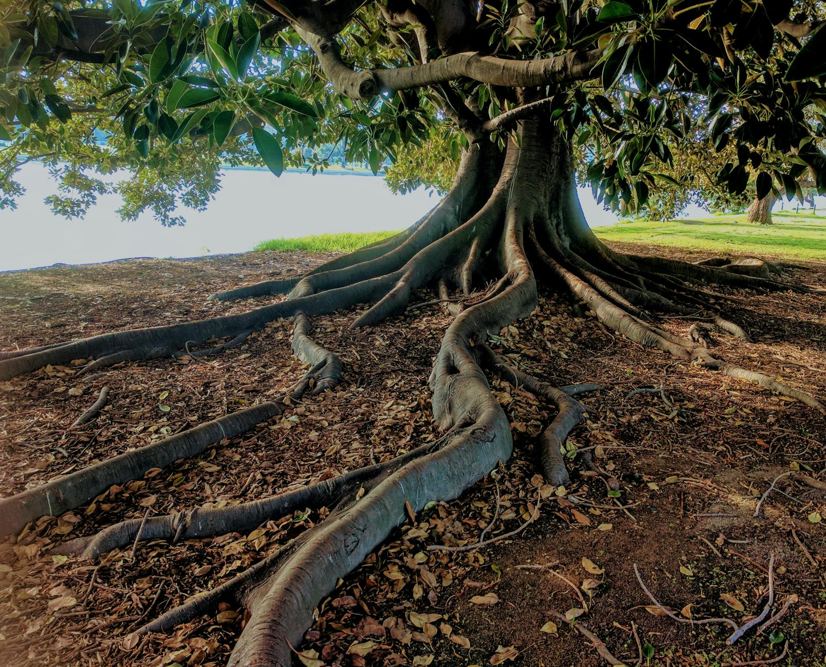 Digital Garden - Roots