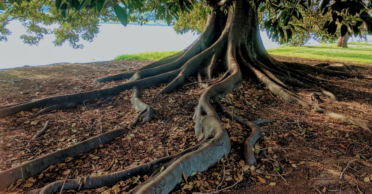 How to get rid of bamboo tree roots
