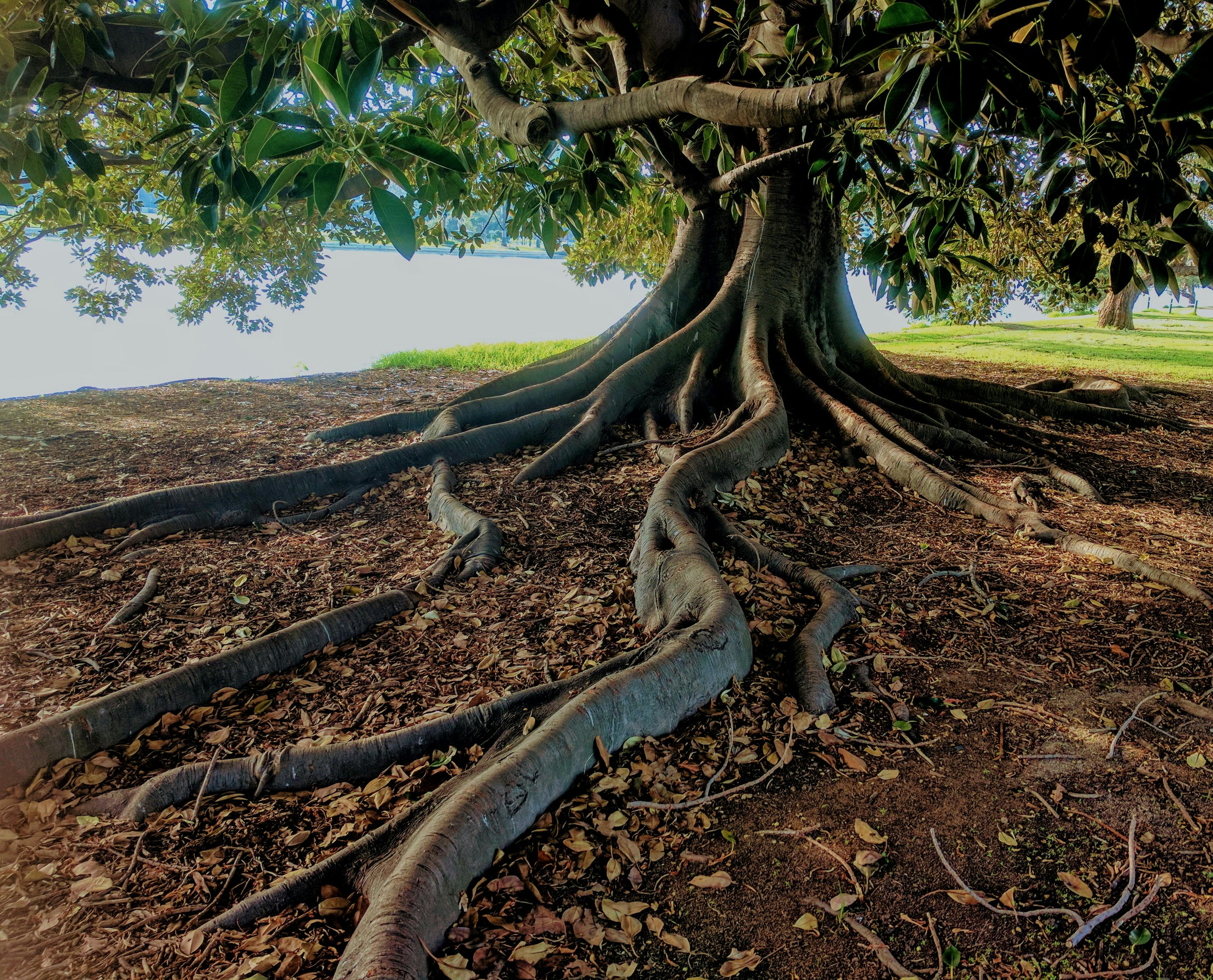 real tree with roots