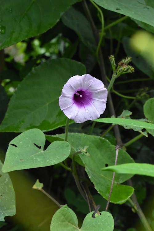 Close-Up Shot of a Purple Flower in Bloom