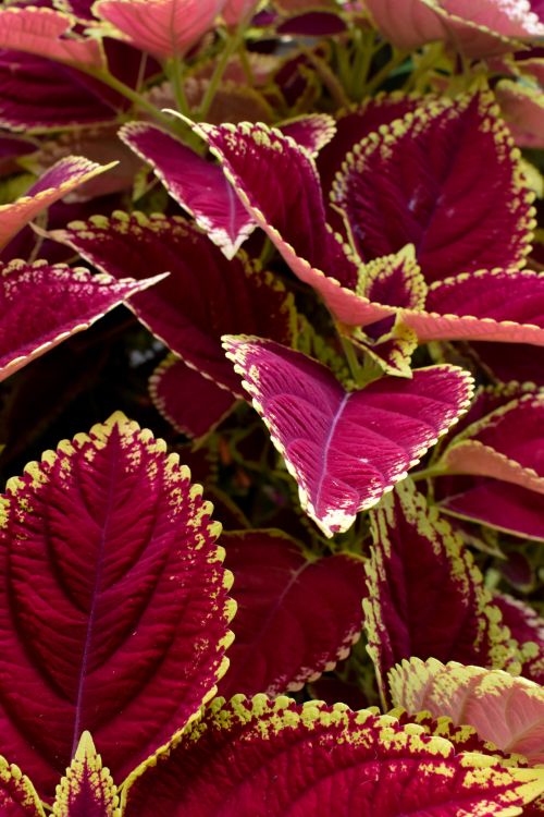 Free Close-up of vibrant pink and green coleus leaves showcasing detailed patterns and textures. Stock Photo