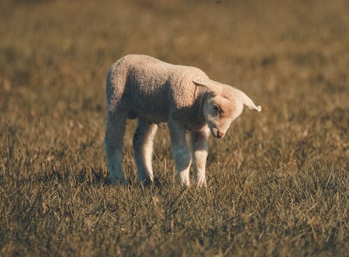 A White Lamb on a Grassy Field