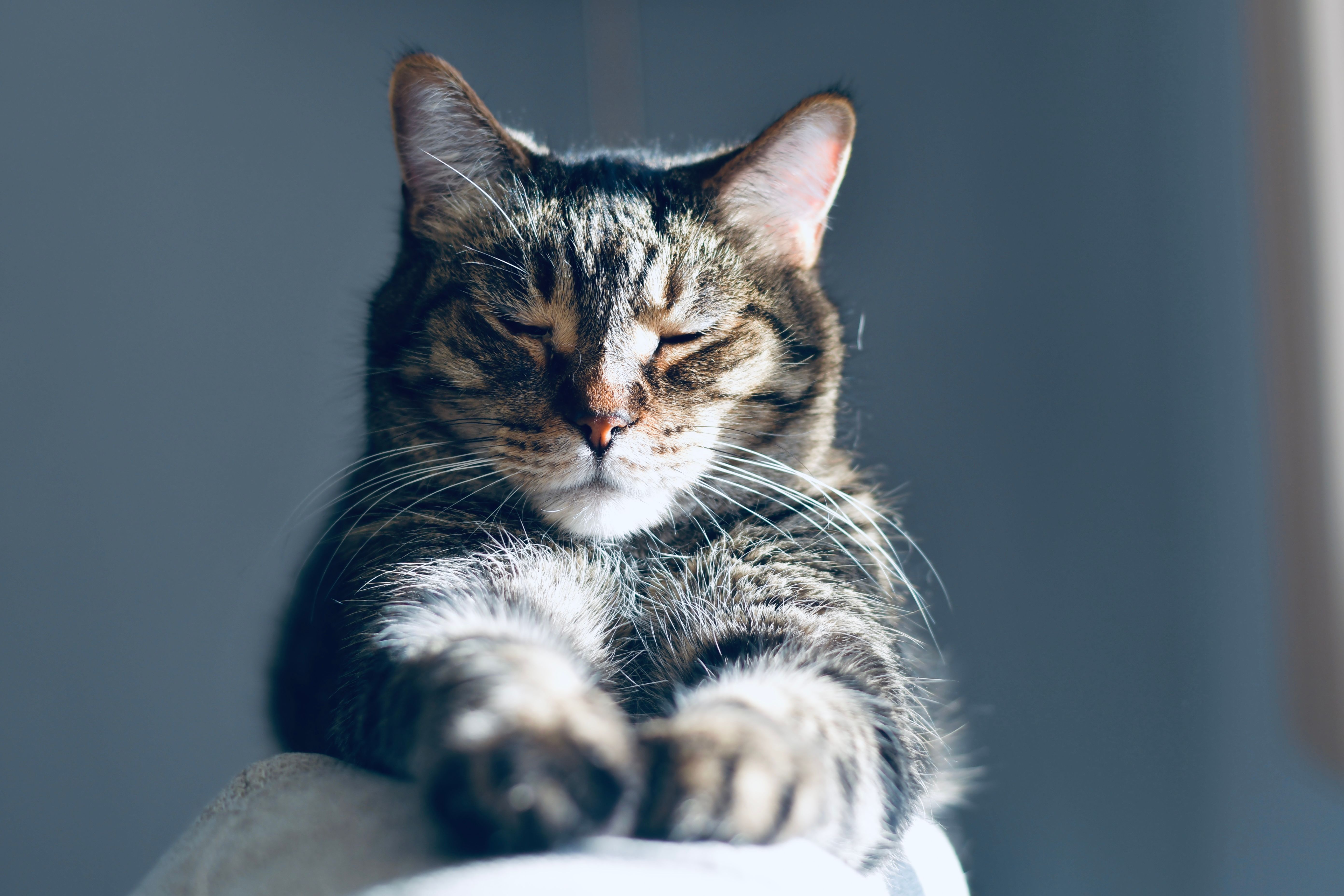 pet technology brain — Photo by Ventill8  Productions on Pexels