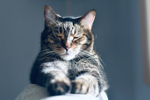 Close-Up Shot of a Tabby Cat