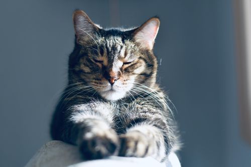 Free Close-up of a relaxed tabby cat basking in sunlight, highlighting its peaceful expression. Stock Photo