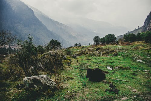 Grassy field with stones and green plants near tall mountain ridge with trees covered with fog located in highlands in nature