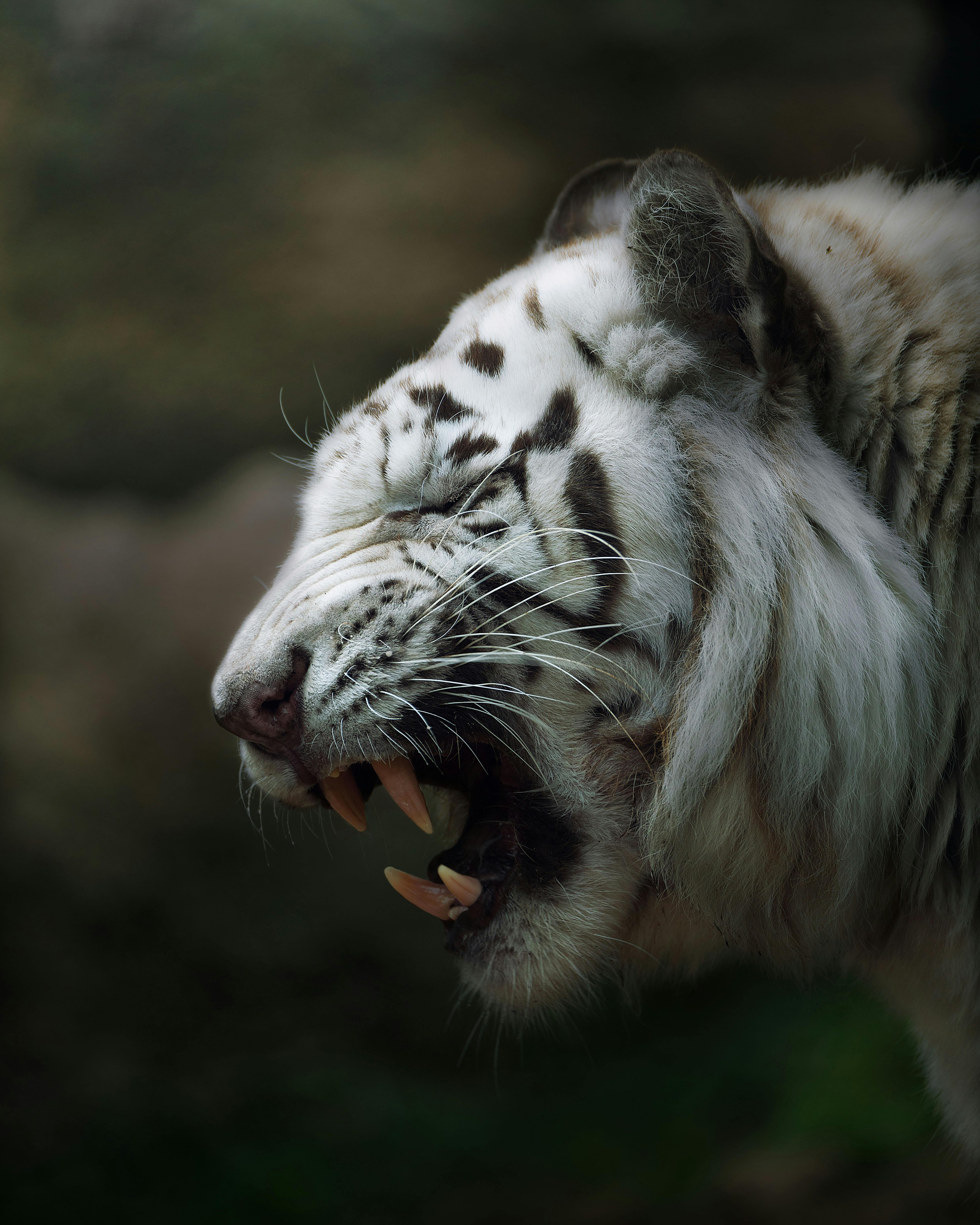 white tiger growl