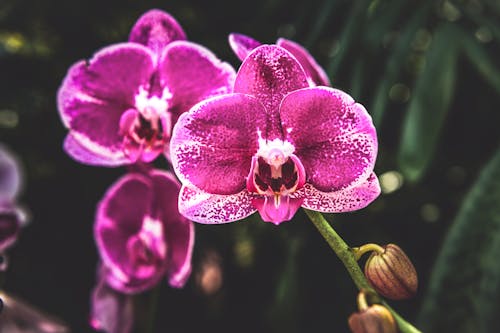 Purple Moth Orchid in Bloom