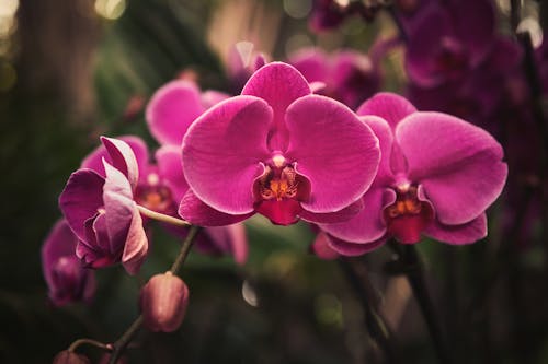 Purple Moth Orchid in Bloom