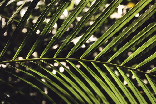 Free Close-up of lush green palm leaves showing detailed textures and natural patterns. Stock Photo