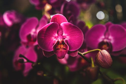 Ücretsiz bitki örtüsü, çiçek arka plan, çiçek fotoğrafçılığı içeren Ücretsiz stok fotoğraf Stok Fotoğraflar