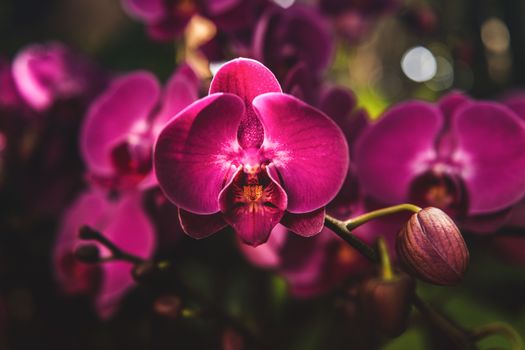 Purple orchid flower Colombia national flower