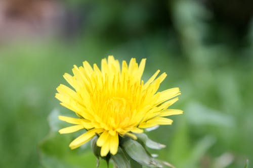 Free stock photo of everything yellow, flower, yellow flower Stock Photo