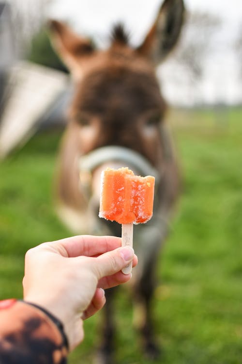 Close-Up Shot of a Person Holding a Popsicle 