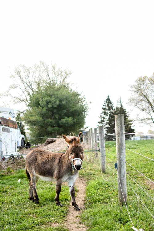 A Donkey Near the Wire Fence