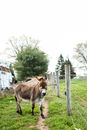 A Donkey Near the Wire Fence