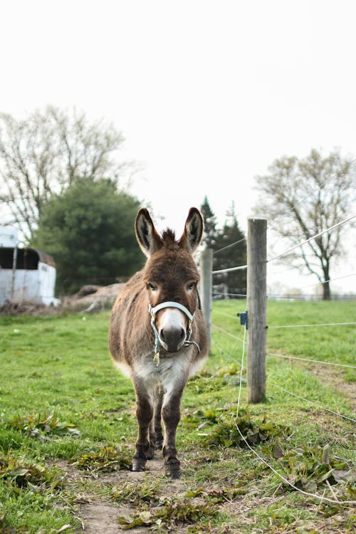 A Donkey in a Farm 