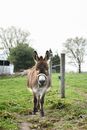 A Donkey in a Farm