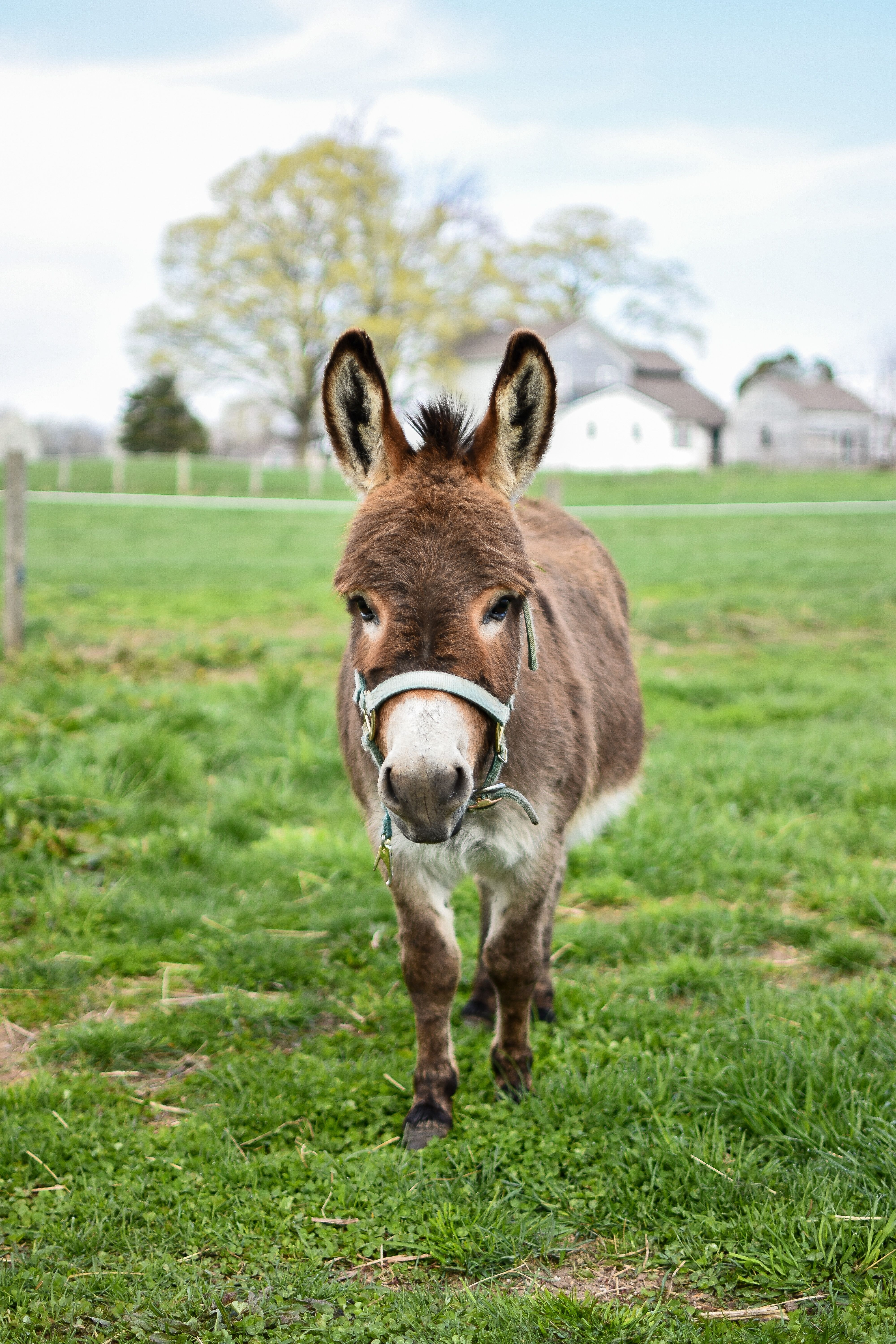 A Brown Donkey on Grass Field · Free Stock Photo