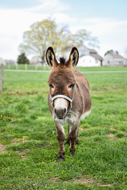 Free A Brown Donkey on Grass Field Stock Photo