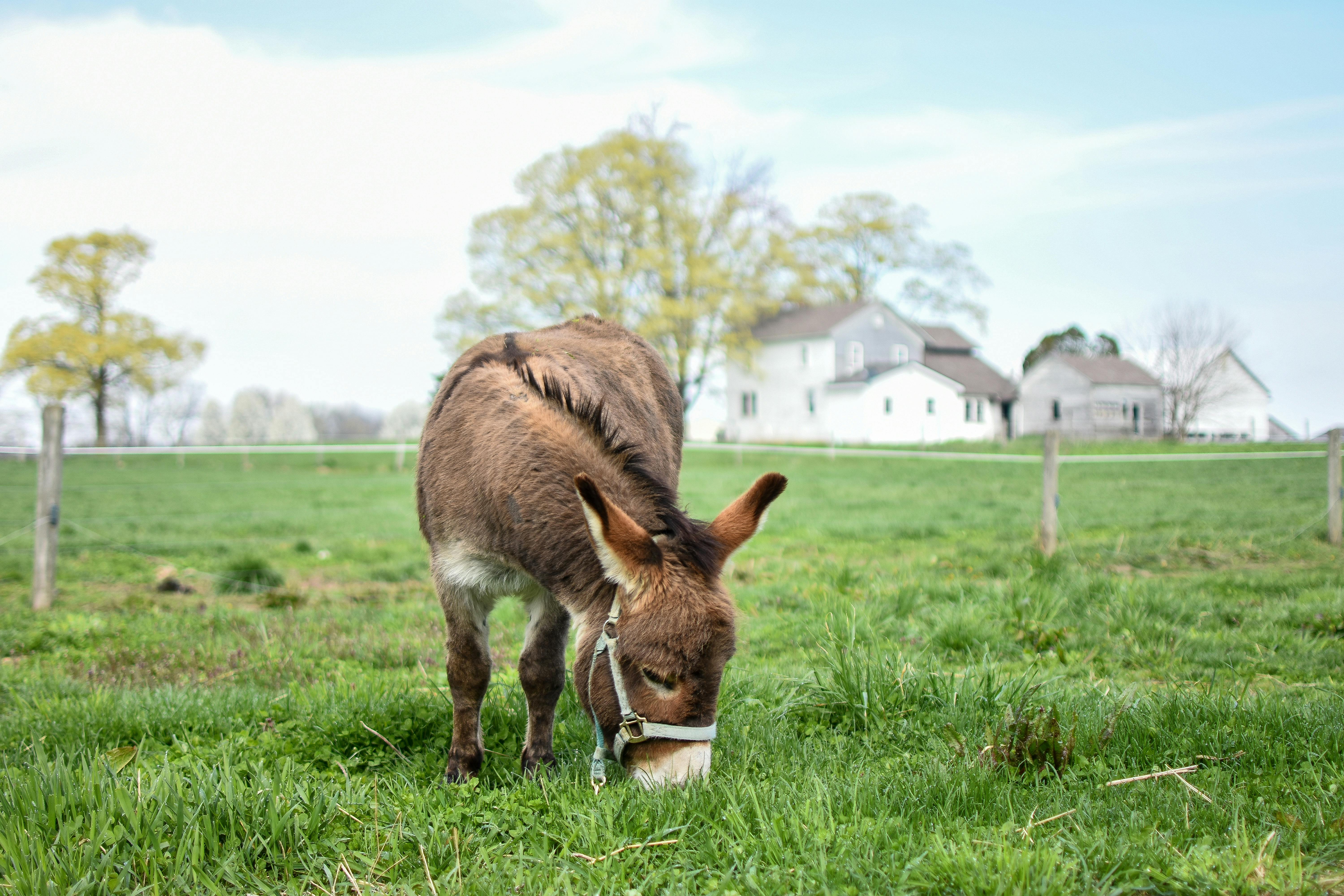 Democratic Party Announces Animal Welfare Pledges Including Easing Veterinary Costs for Companion Animals — Photo by Julissa 