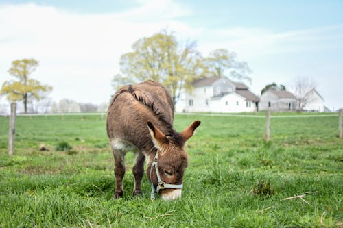 免費 動物, 動物攝影, 吃草 的 免費圖庫相片 圖庫相片
