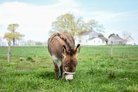 A Donkey Eating Grass in the Field