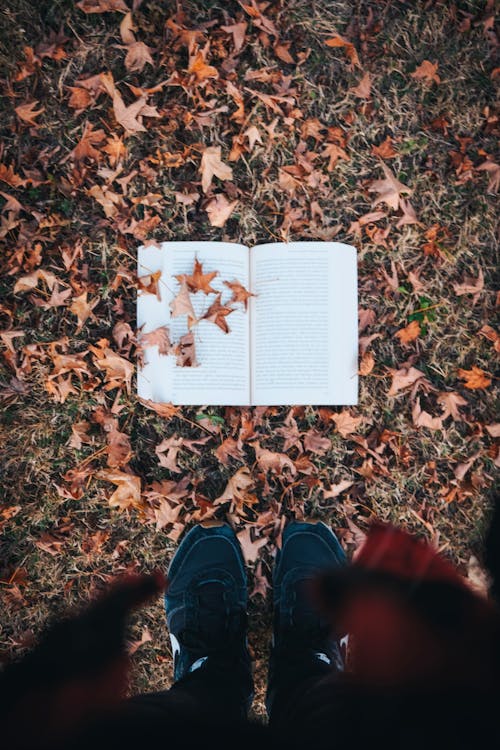 Kostenloses Stock Foto zu aufsicht, buch, getrocknete blätter