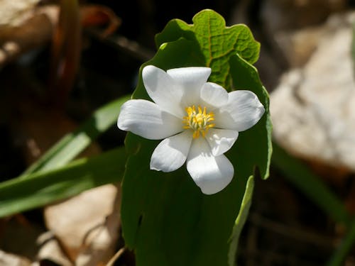 Foto profissional grátis de branco, ecológico, flor