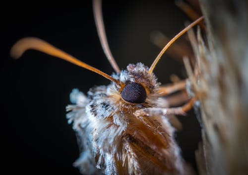 Ücretsiz Gri Kelebeğin Yakın çekim Fotoğrafçılığı Stok Fotoğraflar