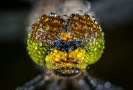 这张特写宏观图像展示了一位男爵的脸庞，露珠闪闪发光，呈现出充满活力的色彩细节