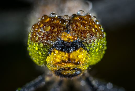 这张特写宏观图像展示了一位男爵的脸庞，露珠闪闪发光，呈现出充满活力的色彩细节