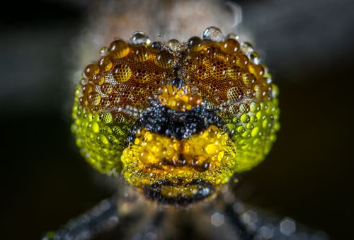Macro Close-up of Dew-covered Dragonfly Head · Free Stock Photo