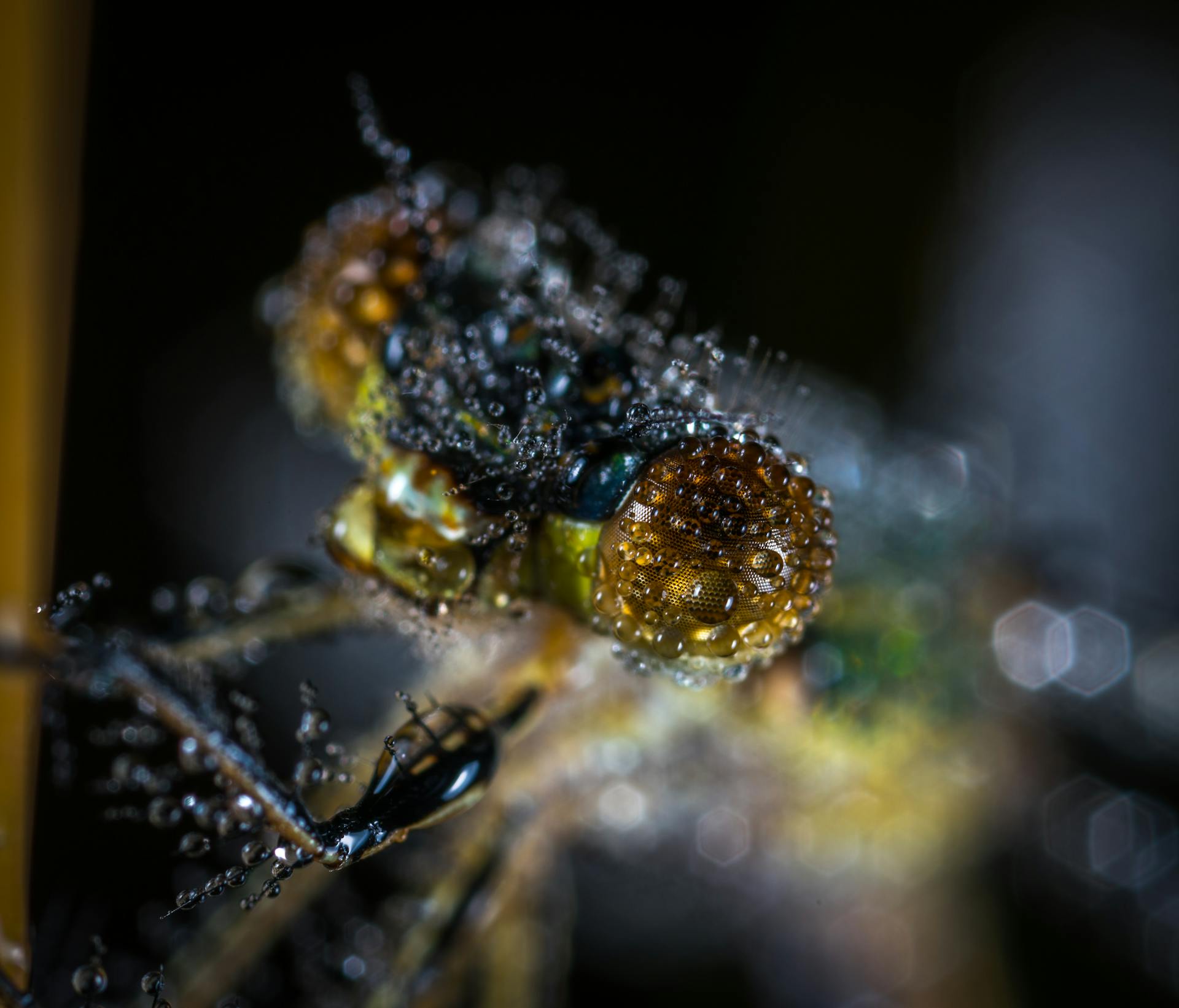 Close-up macro image of a dragonfly's compound eye with dew droplets.