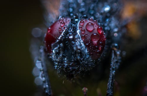 Macro Photograph of an Insect With Water Dew