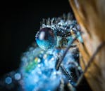 这张微距照片令人惊叹，它捕捉到了覆盖露珠的烟灰缸，凸显出错综复杂的细节